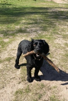 🆘12 APR 2024 #Lost POPPY #ScanMe YOUNG Black Cocker Spaniel Female Last seen running away from #Habberley towards #Bewdley #DY11 #Kidderminster #Worcestershire doglost.co.uk/dog-blog.php?d…