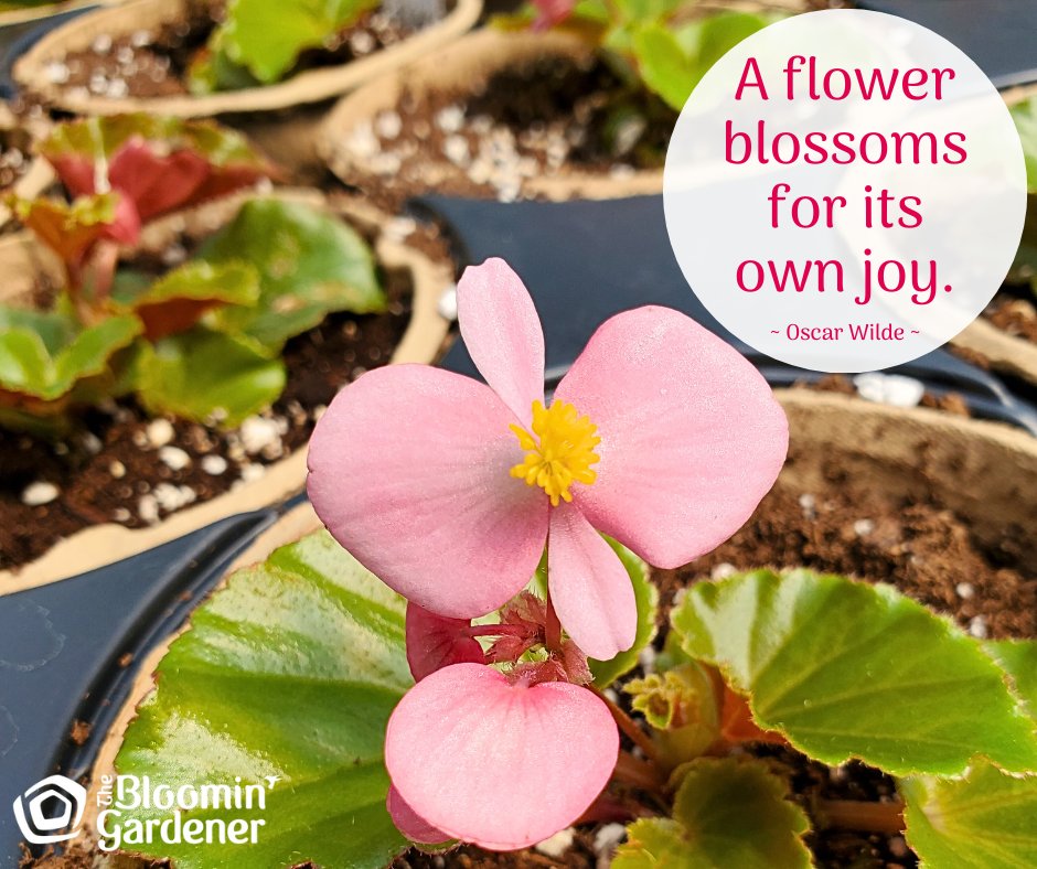 We hope everyone has a joyful day! 🌸

#thebloomingardener #wherenaturesnurtured #wegrowourown #timetogrow #yqgbusiness #localgreenhouse #patiopots #planters #hangingbaskets #YQG