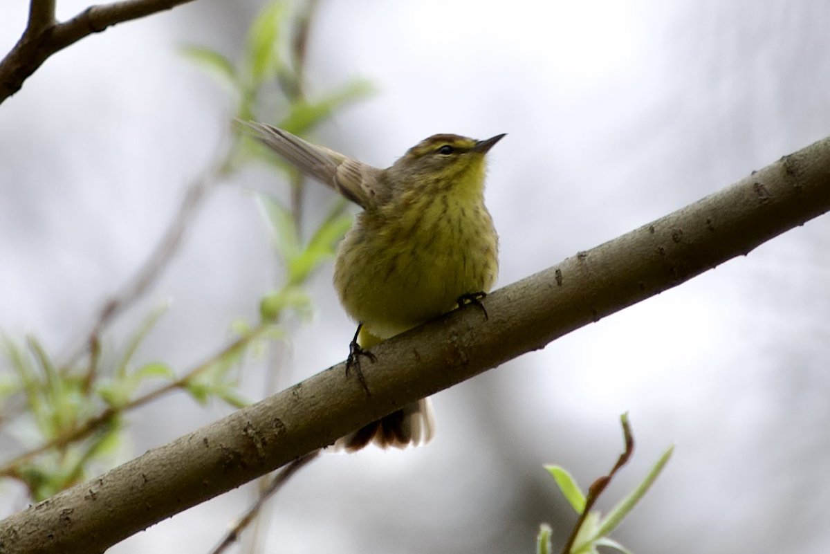 Hey  - got a wave today from a Palm Warbler! 😀 - at The Pool in Central Park. #birding #birdwatching #birdcpp #BirdTwitter #springmigration