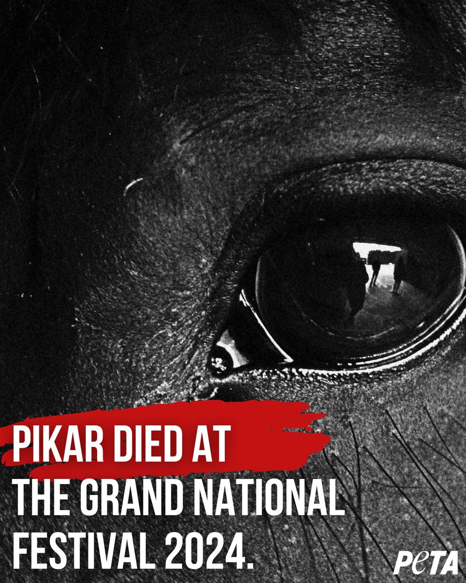 BREAKING: Pikar becomes the latest victim of #grandnational2024 festival. If human runners died like this in competitions, organisers and trainers would be charged with murder😡 #youbettheydie #grandnationaldisgrace