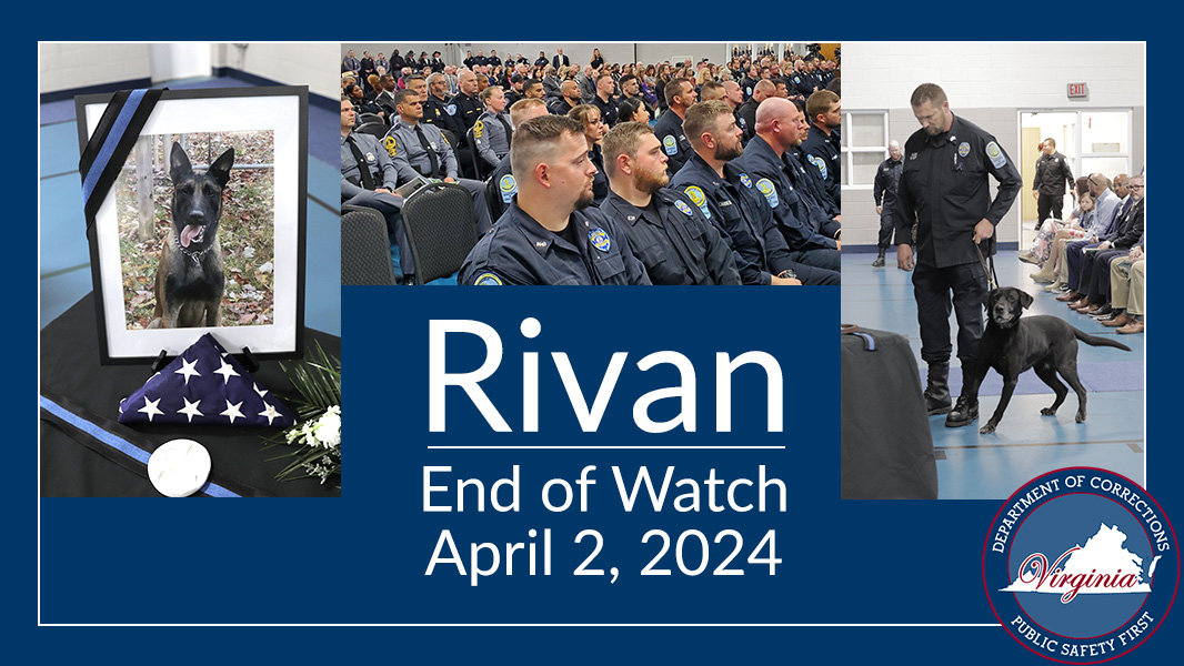 The Virginia Department of Corrections (VADOC) wishes to thank the hundreds of in-person guests and thousands more who watched the memorial service online for VADOC K-9 Rivan. Read more: ow.ly/uVjI50Rfmxx
