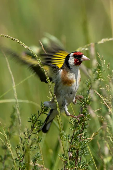 9 European goldfinch - Stieglitz🌷😊