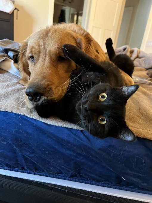 Dusty with his best buddy, Gordo..aka Spooky ❤️ https://t.co/FCWzLIYjMB<a href="/tag/supermoon"class="tags"><span>#supermoon</span></a>