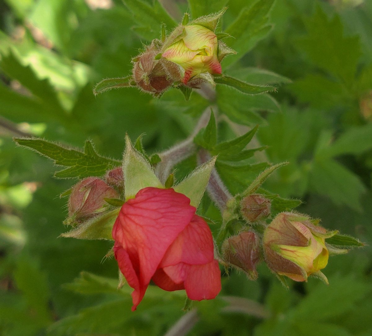 ....we have only one Geum (Scarlet Tempest) I love the colour of the buds just before they open - later in the summer it is ravaged by sawfly caterpillars 🐛 #GardenersWorld 🌷🌹🪻🌻