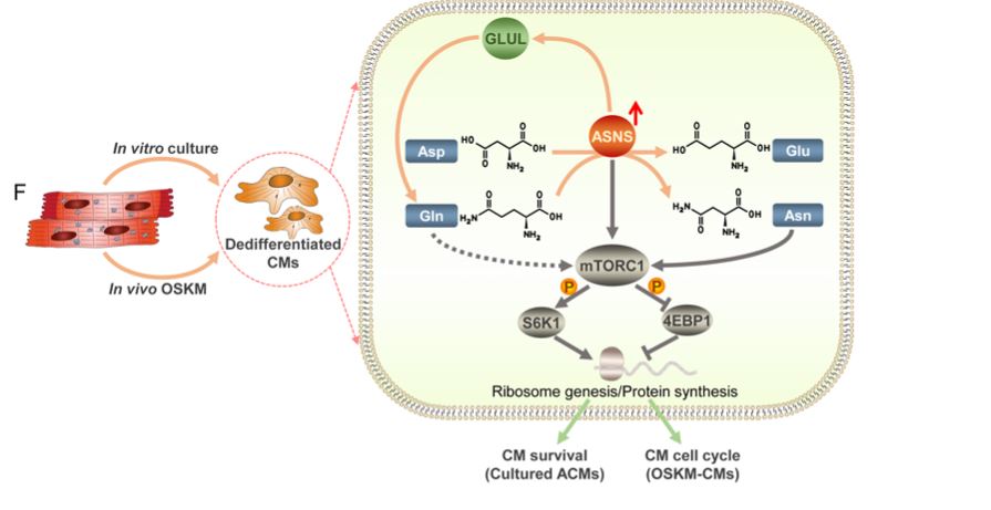 Discovery of asparagine synthetase, Asns, as a novel molecular marker & essential mediator of cardiomyocyte dedifferentiation, a cellular transition state to cardiac regeneration, via the #mTORC1 pathway @chesterleedrum @zentiang ahajournals.org/doi/10.1161/CI…