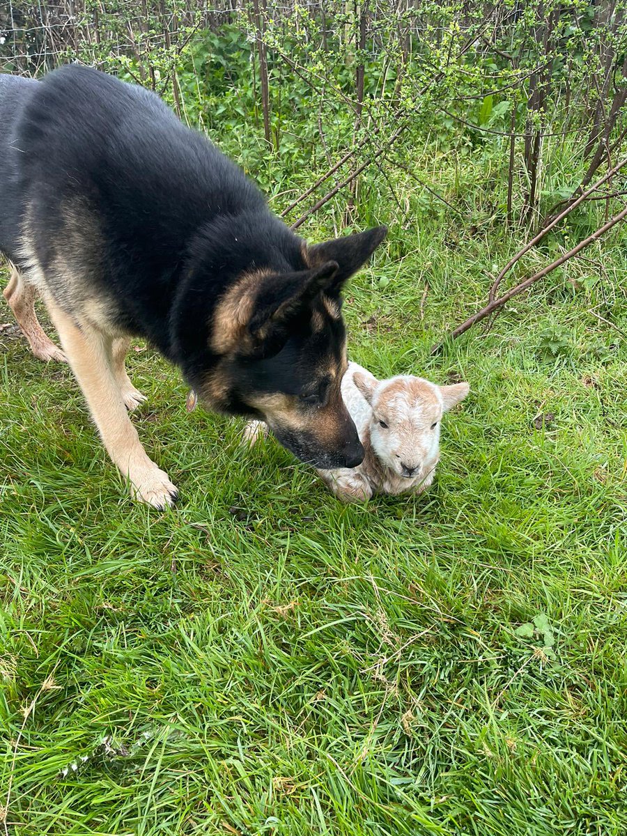 I helped rescue a lamb this week, it’s mother had sadly abandoned it. I’m really good with the sheep & lambs its my natural instinct to help & protect them 🐾❤️🐾