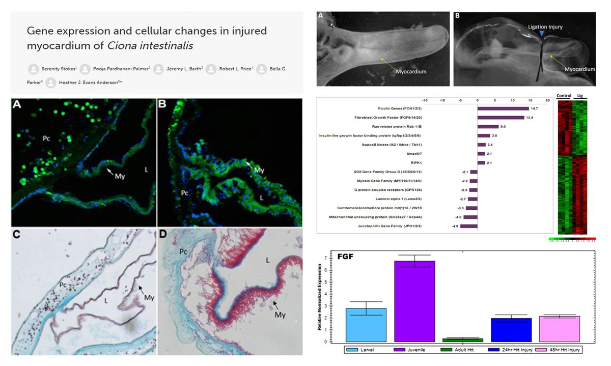 Injure the Heart of Ciona intestinalis #SeaVase!? A very interesting transcriptomics analysis 20-fold⏫Fgf9/16/20 transcript😀 Thickening of myocardium at 48 h post-ligation. myocyte hypertrophic, proliferative, or inflammed!?🧐 @FrontCellDevBio 2024 frontiersin.org/articles/10.33…