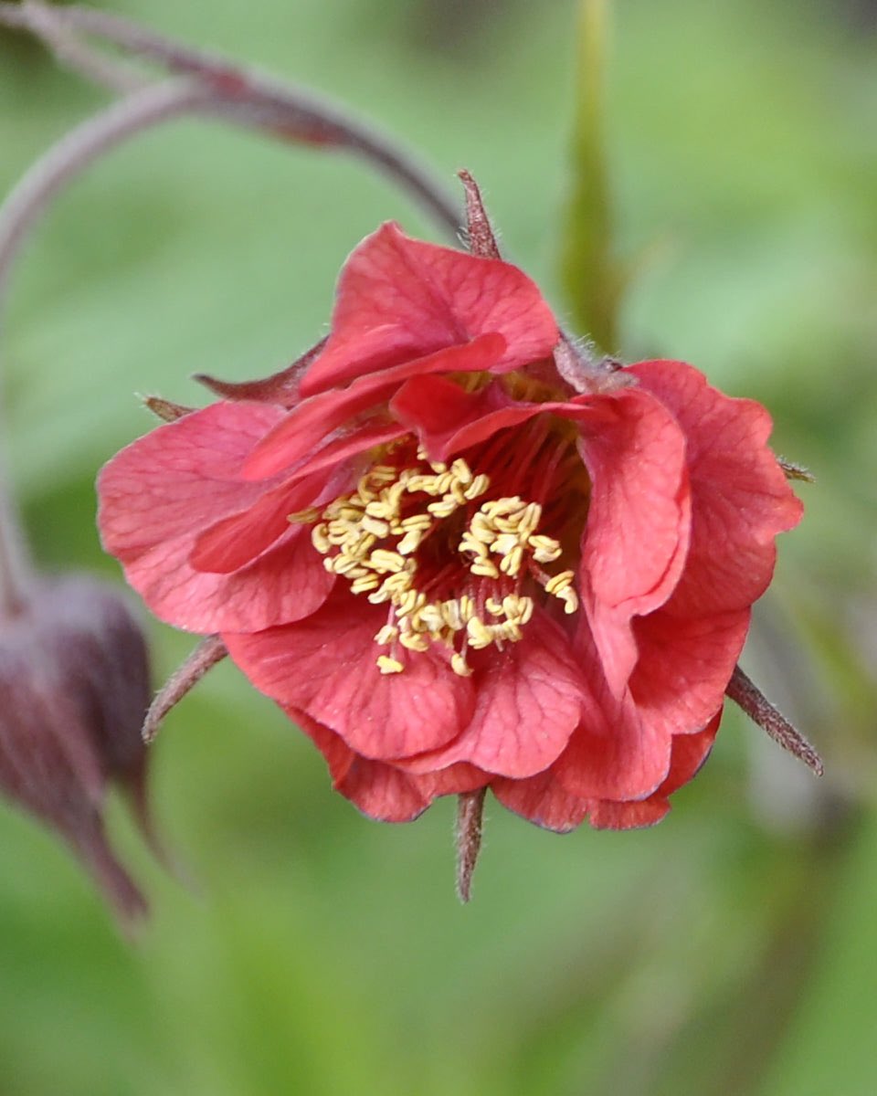 Knew there were a lot of varieties of geum. Didn’t know there were *that* many of them. They’re a bit promiscuous. 😉 Consider me educated. Lovely plants. @GWandShows #GardenersWorld