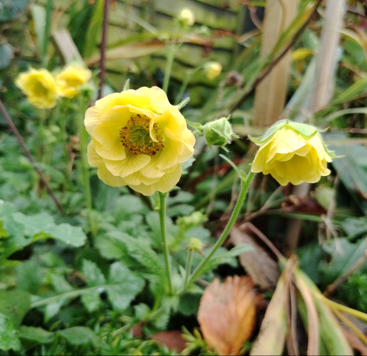 Lots of useful Geum tips in that film. I don't have much luck with them apart from 'Lemon Delight' which flowers for months on end (this photo was taken in mid November) #GardensHour