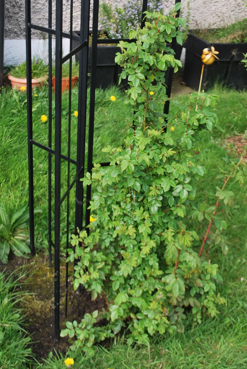 Hi guys, my two-year old 'Blush Noisette' rose is really starting to flourish and I'm wondering, is it time to tie her to the obelisk? I have no experience with this sort of thing. How do I proceed? Thanks. 😊🌹 @emmadavida9291 @PeterBealesRose @RoseSocietyPDX