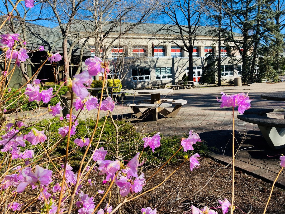 It's been kind of a gray day, so we're glad we had this one saved up for #flowerfriday. #Hofviews @hofstrau #flowers #Hofstra