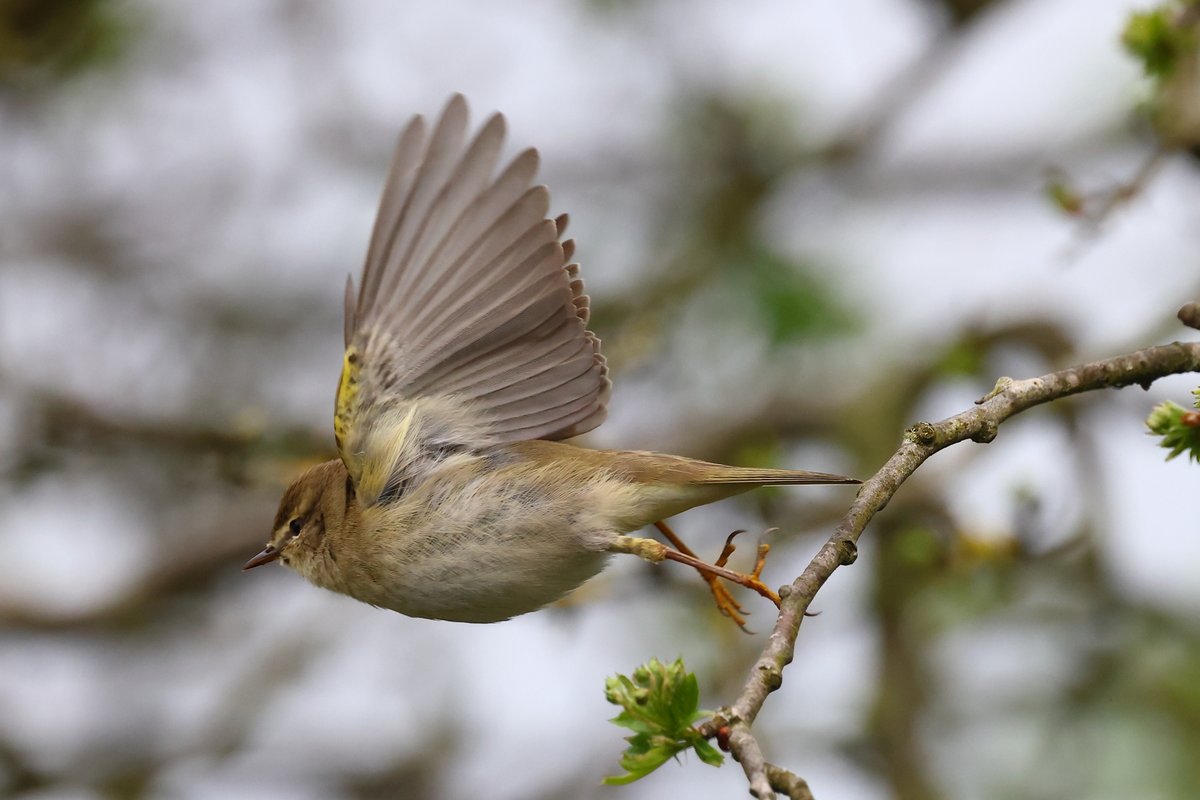Great to see and hear those harbingers of Spring back in numbers in Northumberland today, the Willow Warbler. I love listening to their song from now until early July!
