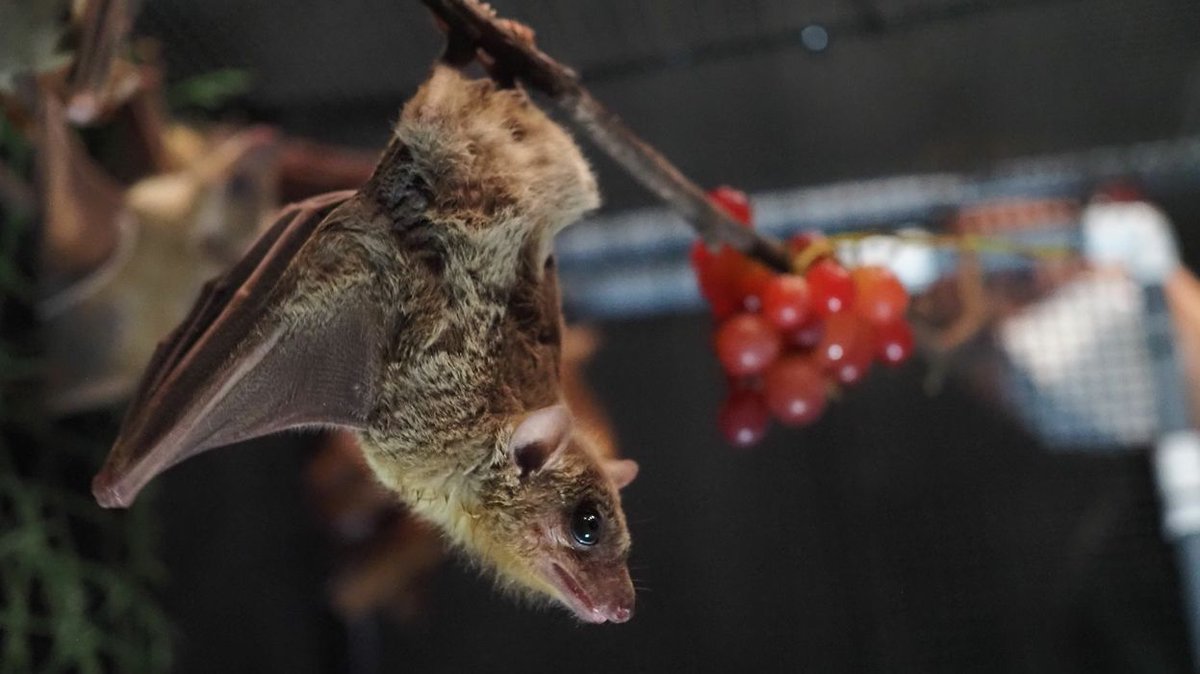 The Yartsev lab and collaborators have found that bats have similar neural and genetic machinery for vocal learning as humans — the first such discovery in a mammal — with potential implications for speech disorders. bit.ly/3xu2Qa0