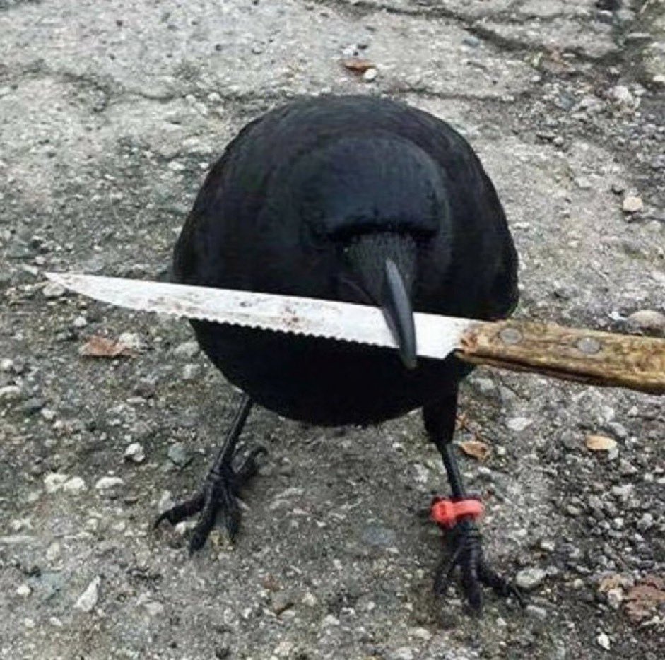 crow with knife