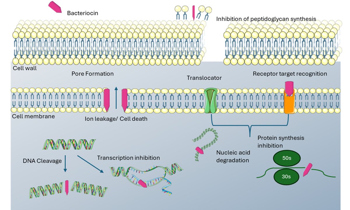 New #paper from @MTU_ie #PhD #student Jen Jones #bacteriocin #gene clusters in the #urobiome, just published in Microbiome Research Reports – just in time for Thursday’s #viva 😉 

@e__culligan @BioCraig @MetaResistantB @MTUResearchIRL @gradstudiesmtu 

oaepublish.com/articles/mrr.2…