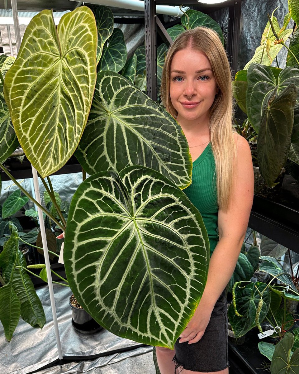 Started with a couple of Monstera plants, and ended up with a greenhouse full of dreams! From a simple setup to a thriving collection of hybrids and thousands of Anthuriums, my plant journey has been a wild ride.