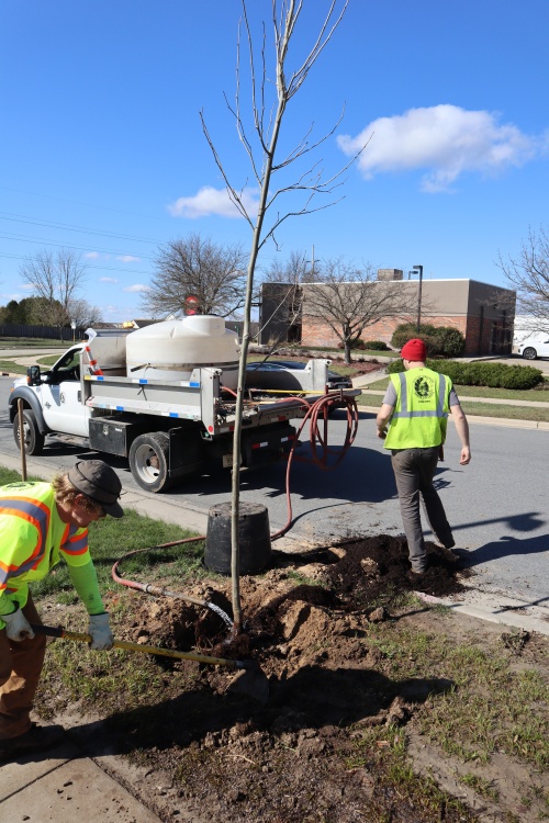 Urban Forestry’s spring planting season began today. Crews will be planting 1,374 trees from 27 different species along City of Madison streets this spring. Read more here: ow.ly/uGpz50RaSyx