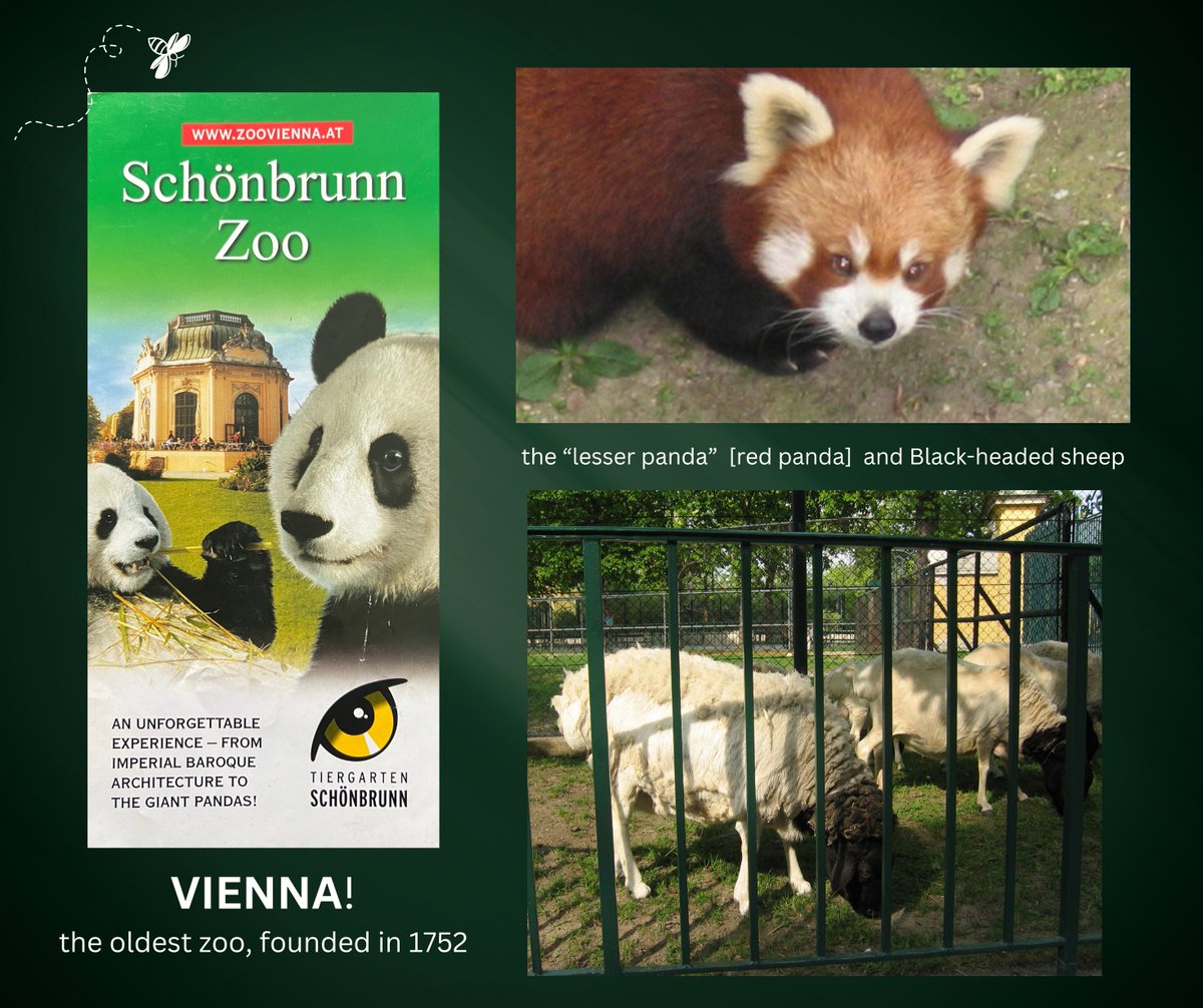 Did you know the oldest zoo in the world is in VIENNA?! It's a gorgeous zoo, and exists as part of the immaculate @schonbrunn palace gardens. Definitely worth the trip! It was my first time seeing a red panda IRL (which they called the 'lesser panda') and black-headed sheep!