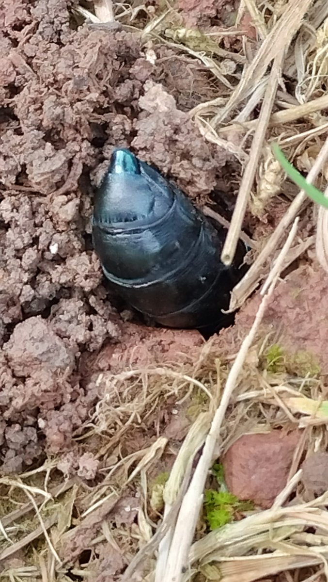 Our conservation volunteers spotted the bum of this glorious black oil beetle poking out of a burrow she was diligently digging on our giant play tunnel 😊 #OilBeetle #insects #wildlife #TheBugFarm 📸 Tabitha Gibbons & Angela Samuel