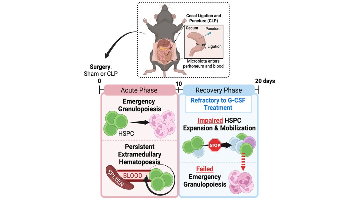 Online Now! Survivors of polymicrobial sepsis are refractory to G-CSF-induced emergency myelopoiesis and hematopoietic stem and progenitor cell mobilization #sepsis #stemcells ow.ly/9Hmt50RfhoI @MacNamaraLab @AlbanyMed @MartinPeraJAX @ISSCR @CellPressNews