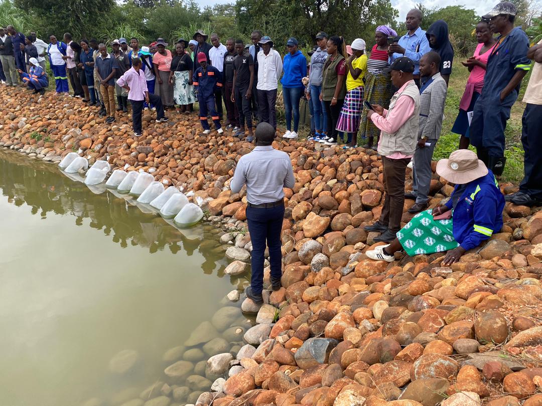 Mhandarume Mushovani Irrigation Scheme of Chimanimani West is the latest to benefit from the Presidential Fisheries Programme after receiving 50 000 fingerlings on Thursday. The government continues to capacitate rural communities with viable income-generating projects including…
