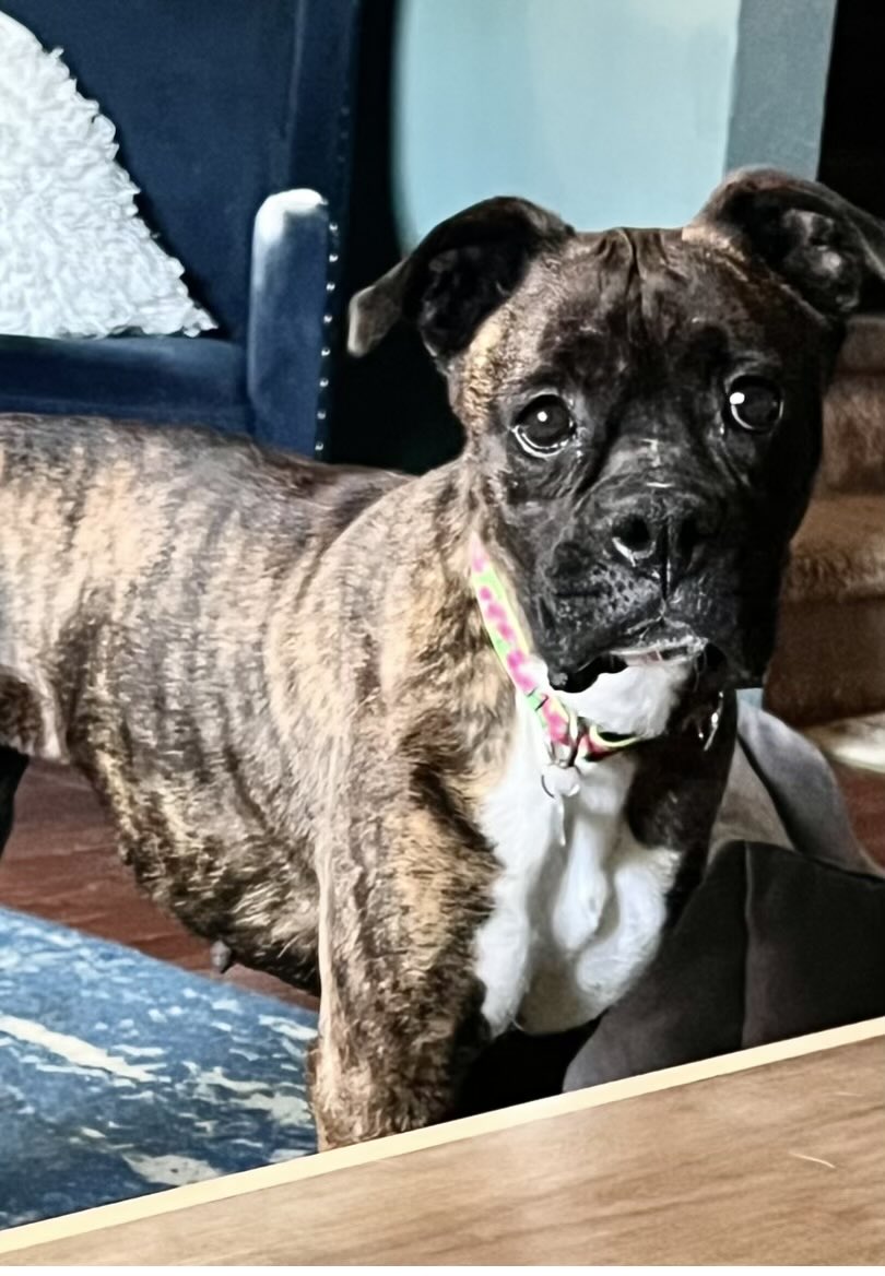 #thankgoditsfriday Lilah is 2.She needs a home with another dog & a fenced in yard. Her days out of the breeding circuit are over. Located in #NEPA (NE PA) fully vetted & crate trained. Lilah is a sweet girl who is learning life is good. #adoptdontshop #rescuedog #boxerdogs #dogs