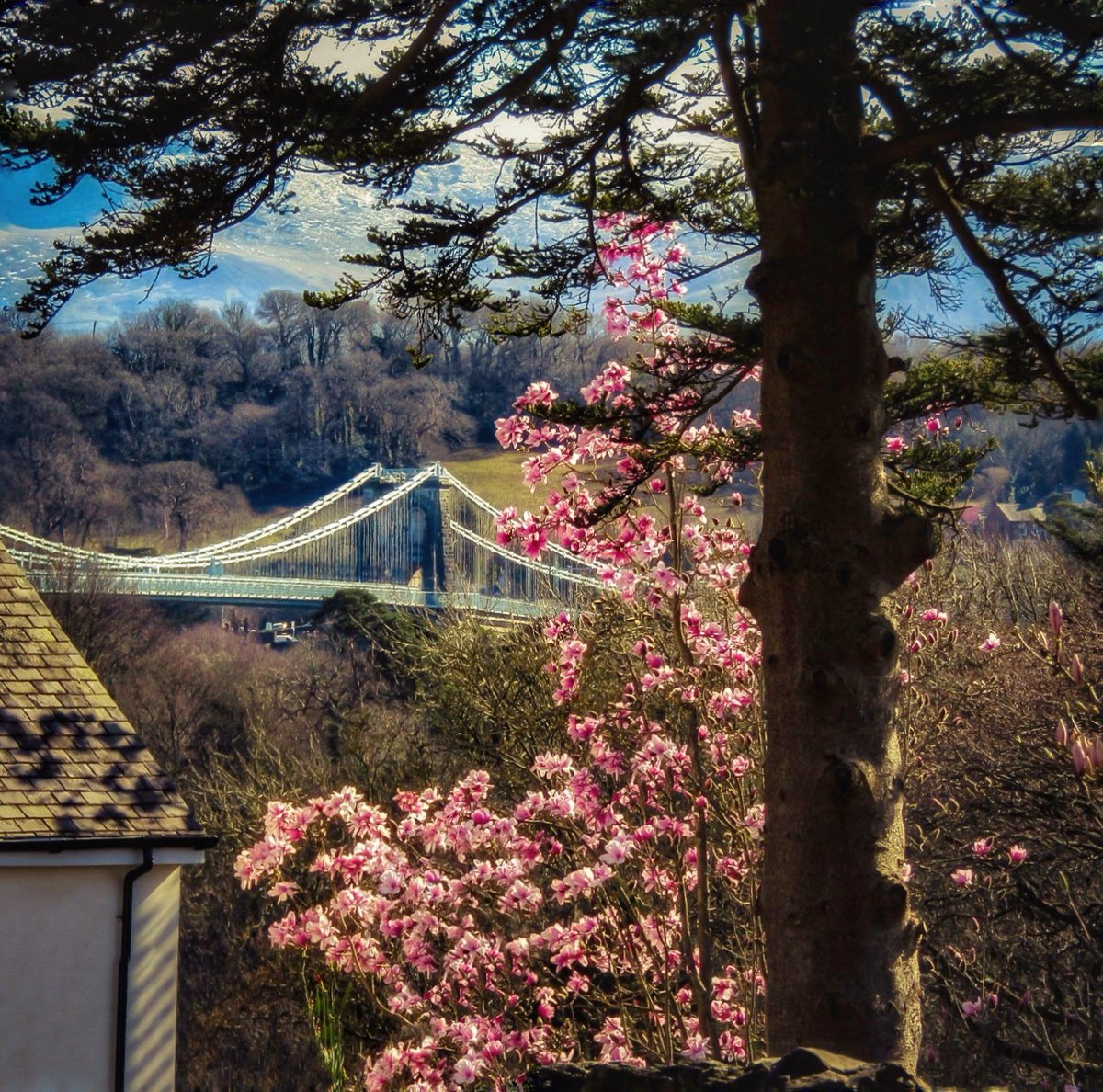 'The Magnolia Tree Blossoms', Menai Suspension Bridge taken from Holyhead Road, Menai Bridge 🌁🌸🌸 @Ruth_ITV @DerekTheWeather @ItsYourWales @BBCWalesNews @BBCCountryfile @BBCCymruFyw @NTCymru_ @BangorWalesNews @nationaltrust @metoffice @northwalesmag @Papur_Menai #LoveAnglesey