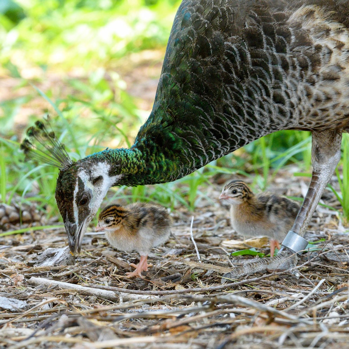 Celebrate at Brookfield Zoo Chicago's Mother's Day Brunch! Join us Sunday, May 12 for live music, bottomless mimosas, a gift for every mom, & an amazing brunch buffet. Your ticket also includes all-day admission to the Zoo! Tickets are now available at bkzevents.myshopify.com.