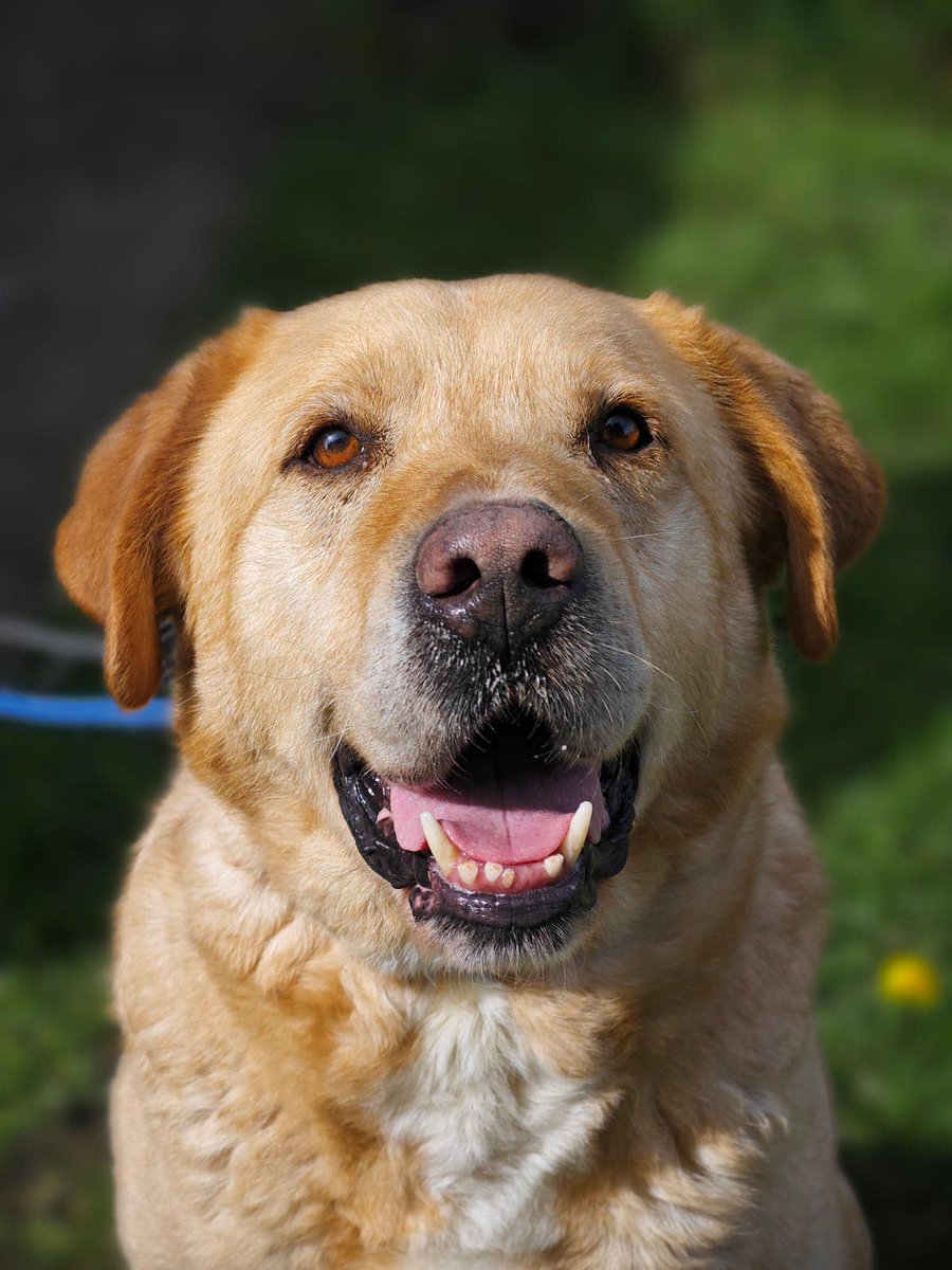 Meet Harry, he’s a fabulous boy 9 yrs old, a wise guy, a friendly boy looking for his pipe and slippers
Are you interested in giving this super boy a home, he’s a chunky happy typical lab lad coming through, watch that tail, it doesn’t stop ticking
#Nottinghamshire #Lincolnshire