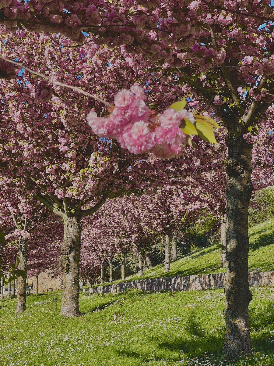 Chema: Ahí tienes las fotos que pedías. Paseo y cuesta de la cerca vieja con los cerezos japoneses en flor. Precioso.