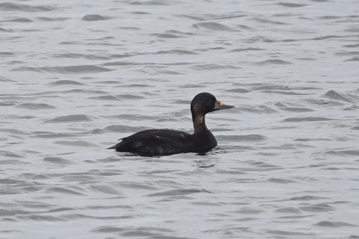Winter_Semeya's tweet photo. Common scoter at Longham Lakes as well. Spotted by @MartinWood14 https://t.co/rAmm2zDoye