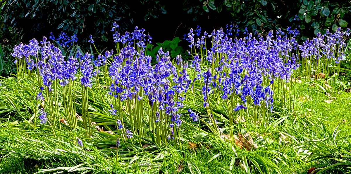 The garden comes back to life. Summer can’t be far away…