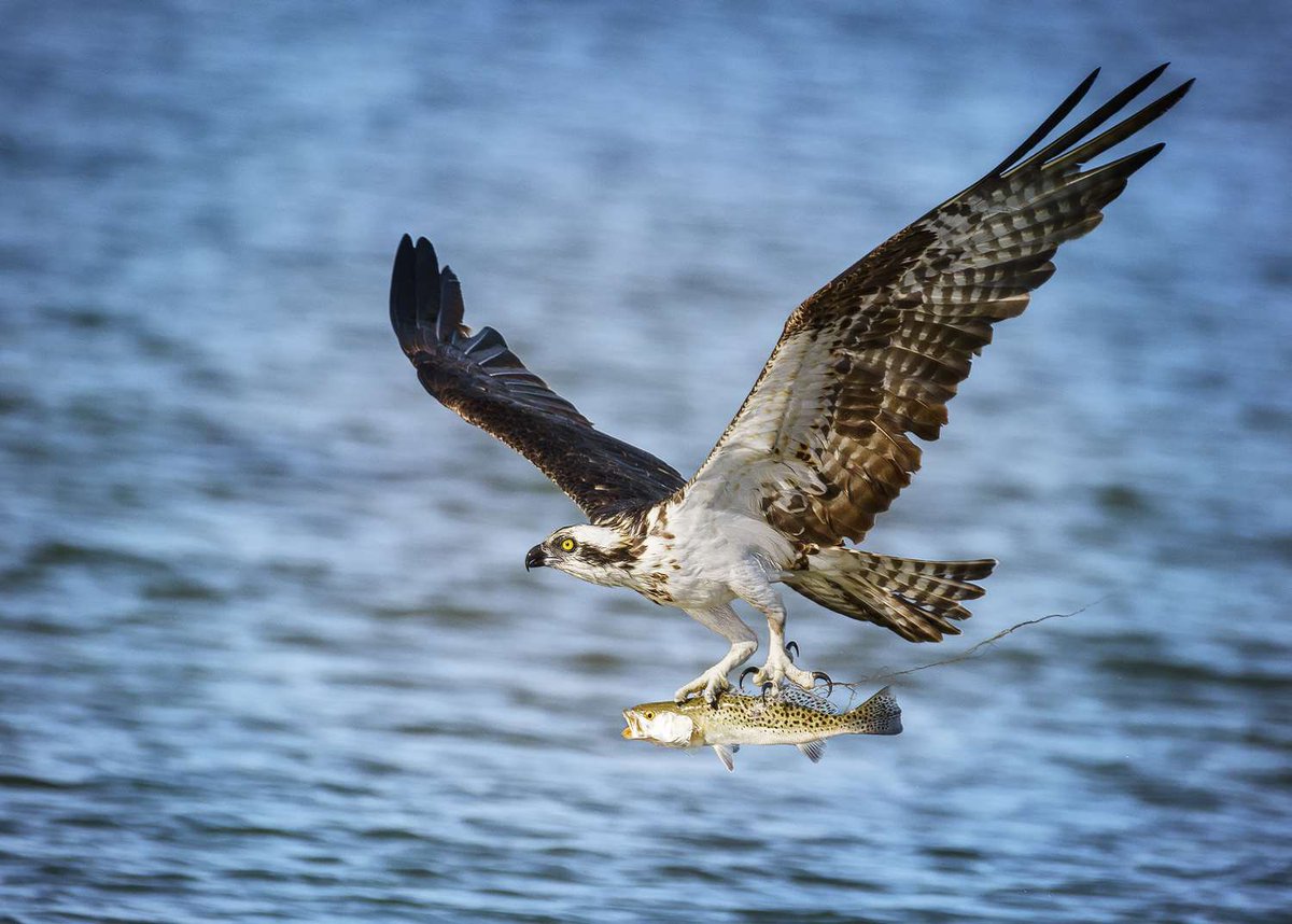 🚨FACT FRIDAY🚨 Osprey have been observed having a nearly 70% success rate on fishing attempts! Most of our followers may be familiar with the fact Osprey are excellent fishers, but may not know (until now) that the average Osprey will catch a fish once every four attempts! 🎣