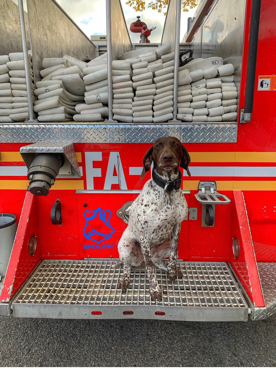 Retired K9 Zoey, did the normal retired cop thing do while living in Long Island…became a volunteer firefighter ! 👨‍🚒 @nyck9zoeyandsimms 
•
𝗥𝗲𝘁𝗶𝗿𝗲𝗱 𝗣𝗼𝗹𝗶𝗰𝗲 𝗖𝗮𝗻𝗶𝗻𝗲 𝗙𝗼𝘂𝗻𝗱𝗮𝘁𝗶𝗼𝗻 is a 501(c)3 not-for-profit organization providing no cost veterinary care…