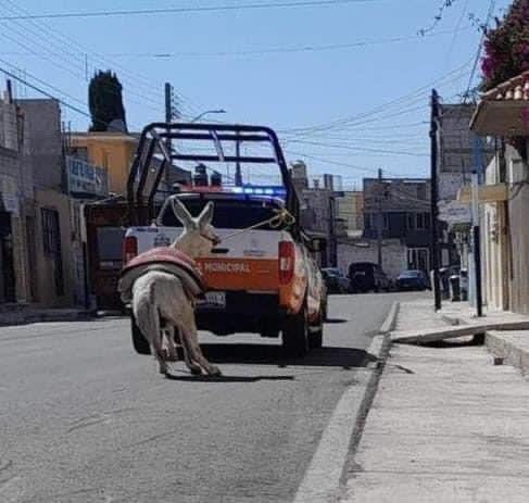 Así trabaja el gobierno de Huamantla en Tlaxcala y el fulano se quiere reelegir y si ya se que están amenazando animalistas pero no nos da miedo.

Así matan y torturan animales! Esa camioneta es de protección civil.

En donde está la justicia? Quien castiga a estas autoridades…