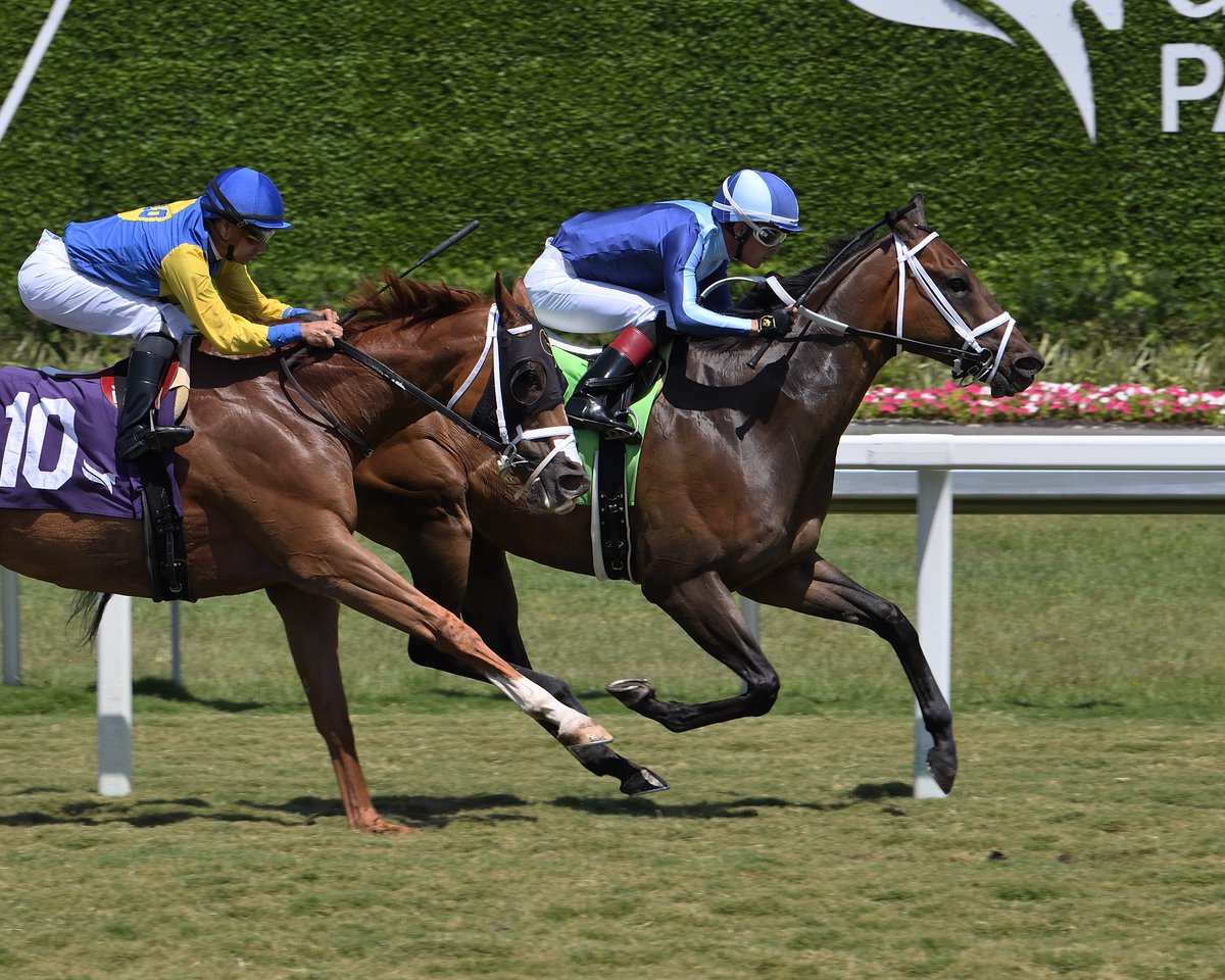 Veterans Beach defeats Grand Journey to win race 4, @zayas_edgardo in the saddle for @trainerMMaker. #GulfstreamPark #RoyalPalmMeet