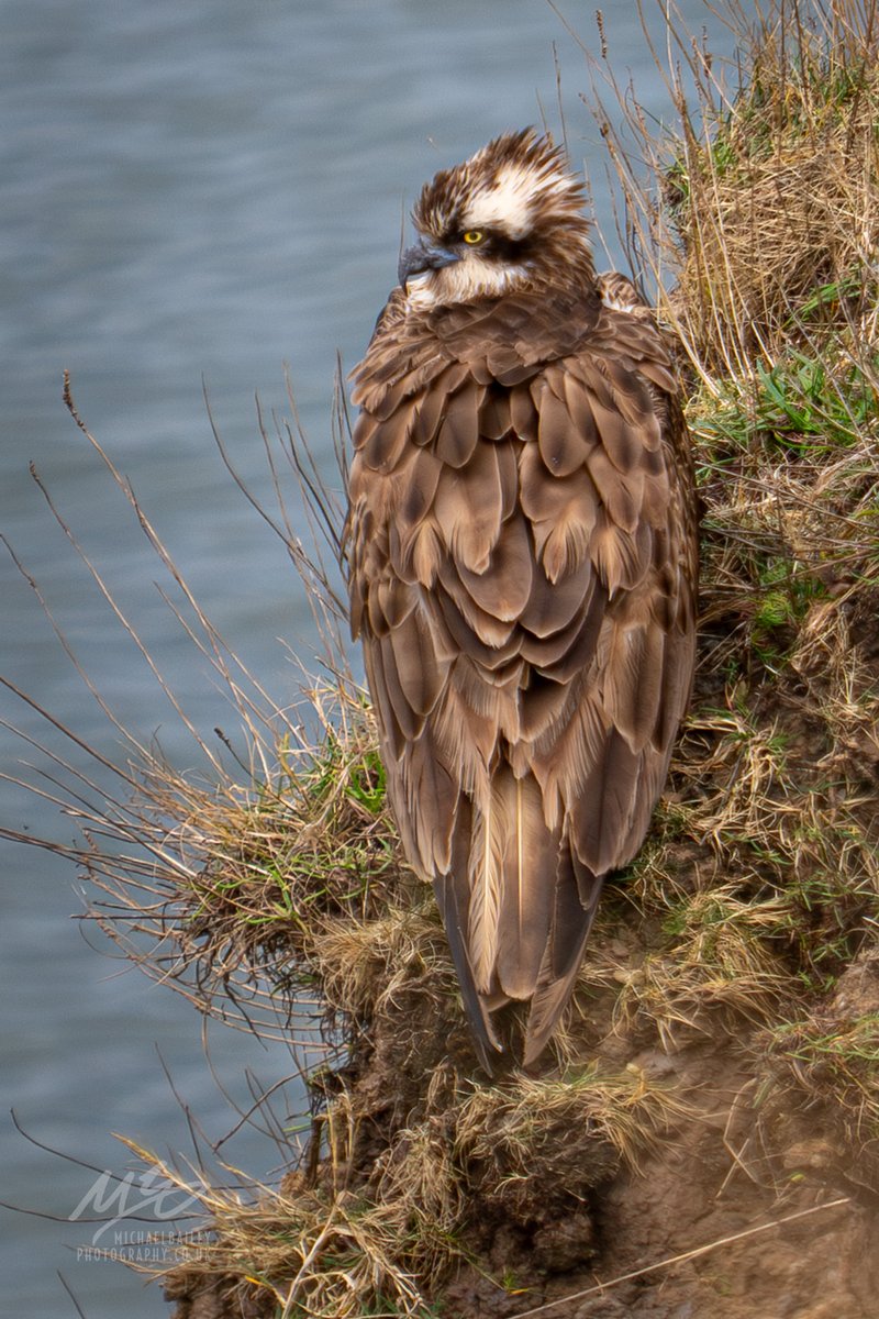 An extremely rare visit by an osprey to Curry's Point, near St. Mary's, #NorthTyneside. They're more usually found up at Kielder, so this one's causing a reet kerfuffle.