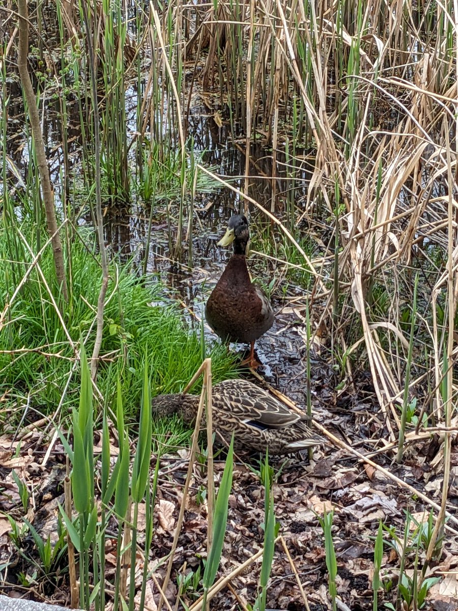 In happier news: we have another pair of mallards considering the Vale for their nest this season