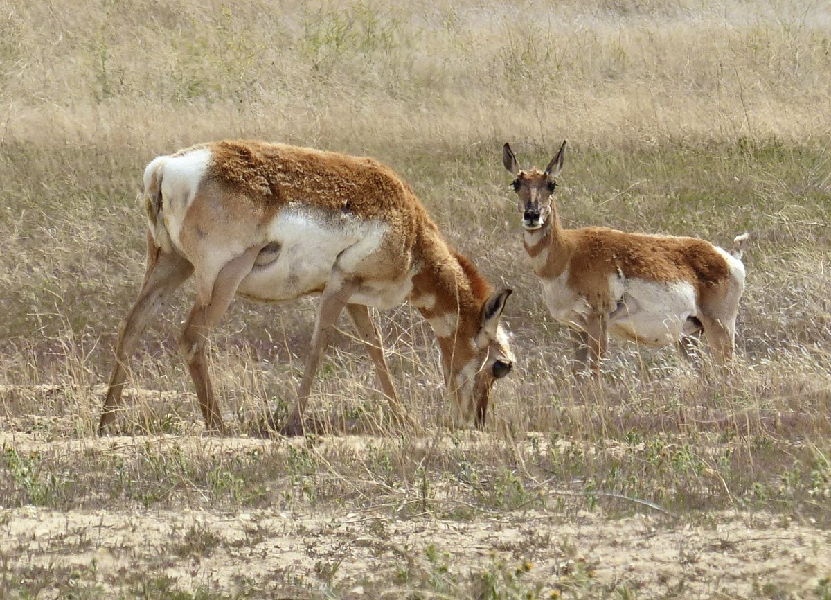 Timeline cleanse. Beautiful pronghorns - Carrizo Plains Nat’l Monument in CA.