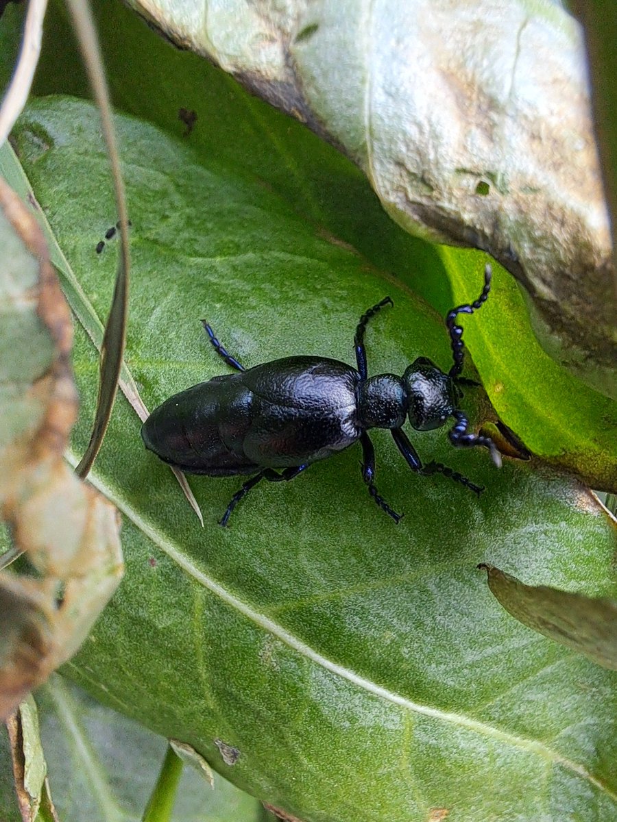 #cofnodyrwythnos #recordoftheweek is the Black Oil-Beetle (Meloe proscarabaeus) male. Recorded at Broad Haven in Pembrokeshire by the Group on the #naturambyth Short neck oil-beetle training day today, run by Liam from Buglife & Anna and Tom from Bumblebee Conservation Trust.