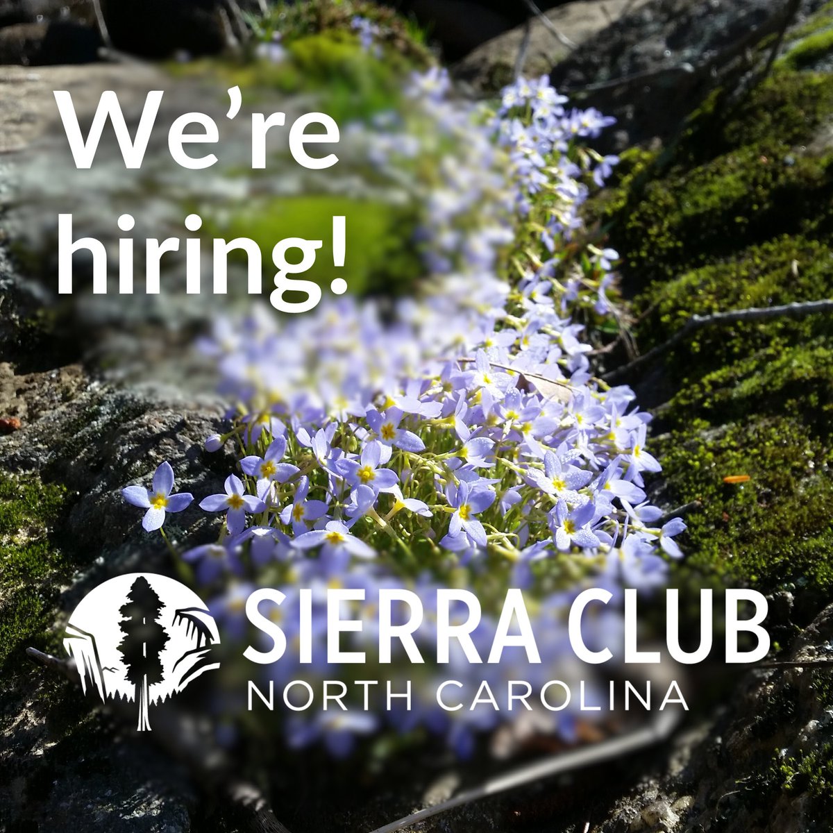 Still a couple more weeks to apply to be the NC Chapter's director! Get details, submit your info here jobs.lever.co/sierraclub/d9e…