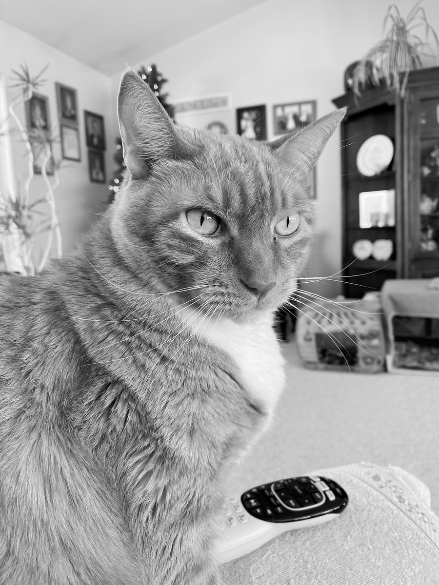 Ise present mineself on #catnoirFriday! Ise in charge ov da remote control!! 🙀🙀😹😹