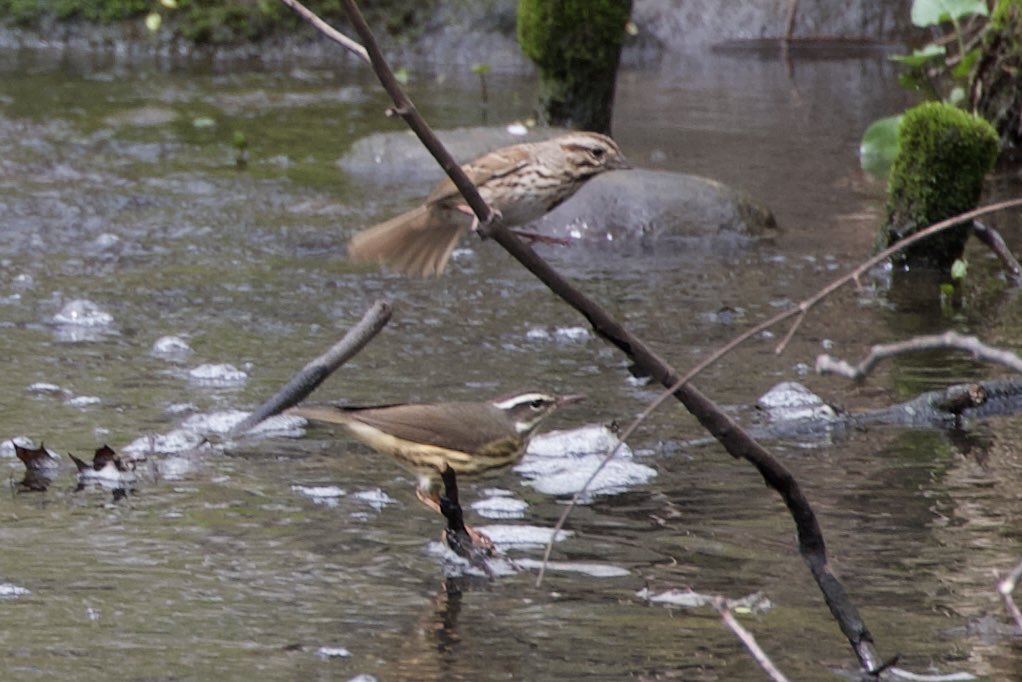 Two twofers! Field Sparrow and Dark-eyed Junco and a Song Sparrow and Louisiana Waterthrush at The Pool in Central Park today. #birding #birdwatching #birdcpp #BirdTwitter #springmigration.