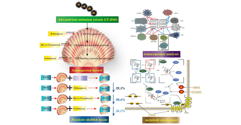 Integrative inducer intervention and #transcriptomics reveal the joint participation of phase I-II-III detoxification enzyme systems in the metabolic #detoxification of paralytic shellfish toxins in A. farreri. Read this ES&T article here 👉 go.acs.org/8SW
