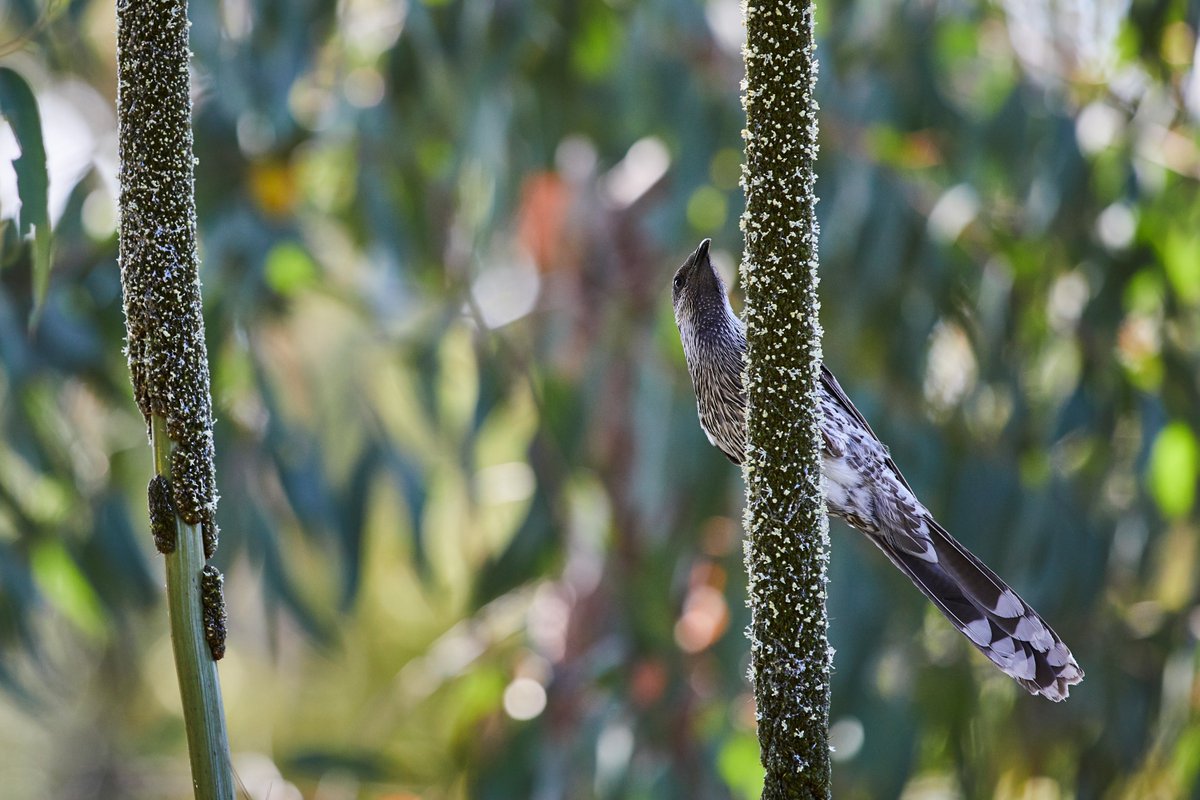 Discover the hidden wonders of the Australian Garden at Royal Botanic Gardens Cranbourne with these guided tours. 🌳🐦 Birds in the Australian Garden 📆 20 April ⏰ 10:00am Trees in the Australian Garden 📆 14 April ⏰ 11:00am Book your spot at: rbg.vic.gov.au/aus-garden/