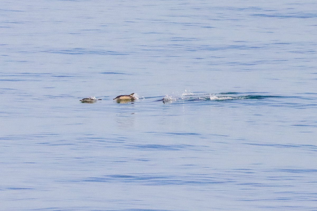 A good crossing this afternoon Caen - Portsmouth. 1 Great Skua, 9 Common Scoter, 81 Guillimot, 30 Razorbill, 4 Fulmer, 4 Kittiwake, 35 Gannet, 21 Sandwich Tern, a pod of Common Dolphin and a pod of Harbour Porpoise.