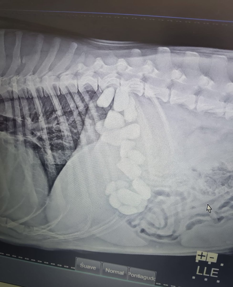 feIipeixe's tweet photo. Meu cachorro simplesmente comeu 16 pedras q porra é essa https://t.co/00QEwz8JV2