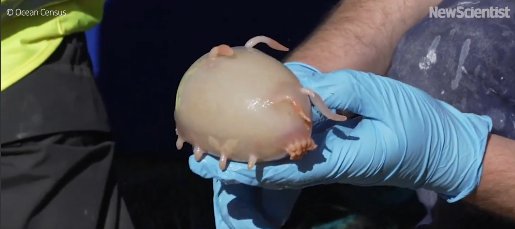 [閒聊] 科學家在紐西蘭附近發現約百種新海洋生物