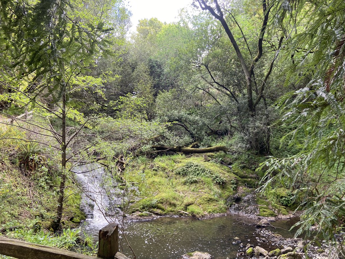 dinewellhere's tweet photo. Few things bringing me more joy these days than this daily hike through the redwood and ancient bay laurel groves. https://t.co/gJdHrFn3eW