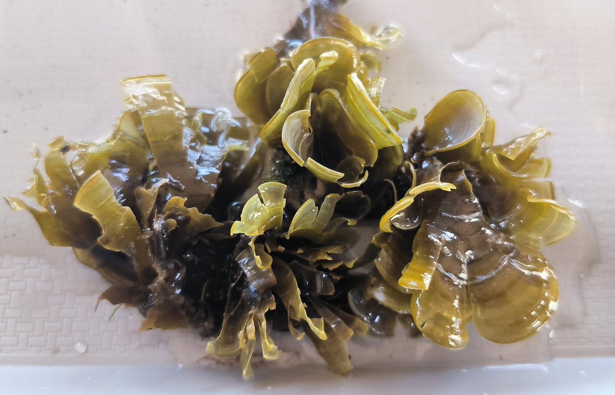 Yeyox_'s tweet photo. Padina... gymospora??? Lechuguillas, Veracruz, Mexico. #phycologyfriday #phycofriday #brownalgae #veracruz https://t.co/p4zlYz7gIT